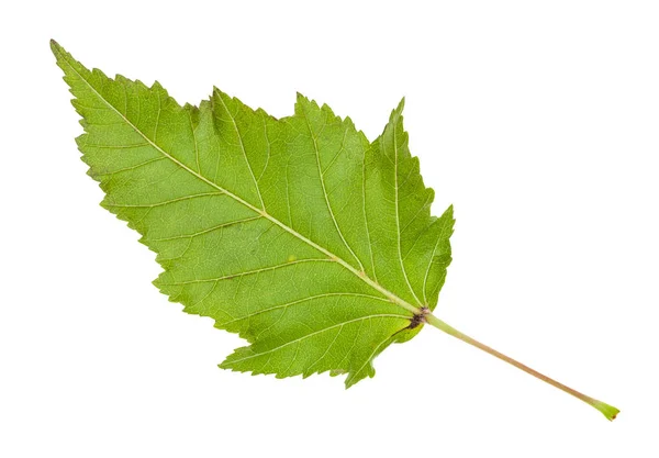 Parte de trás da folha de bordo (acer tataricum ginnala tree ) — Fotografia de Stock
