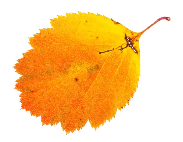 Orange fallen leaf of hawthorn tree isolated — Stock Photo, Image