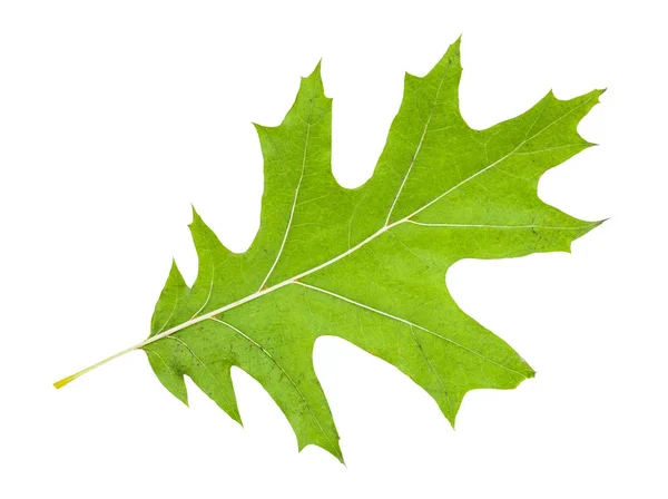 Zadní strana zeleného listu s červeným dubovým stromem izolovaný — Stock fotografie