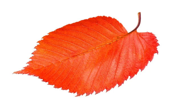 Rode gevallen blad van Elm boom geïsoleerd op wit — Stockfoto