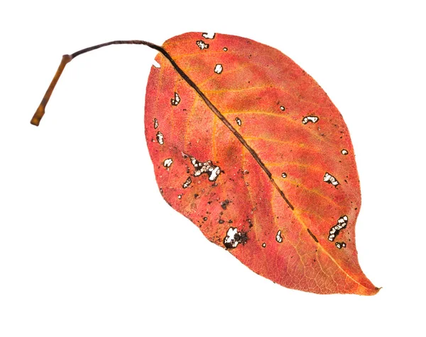 Achterkant van rood gevallen blad van peerboom geïsoleerd — Stockfoto