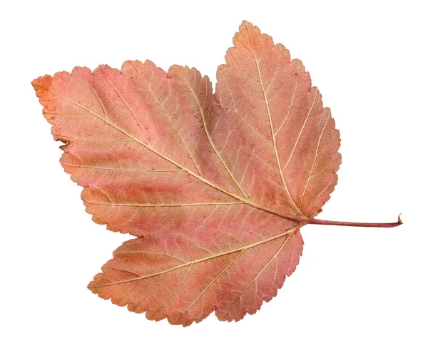 Back side of fallen leaf of ninebark shrub — Stock Photo, Image