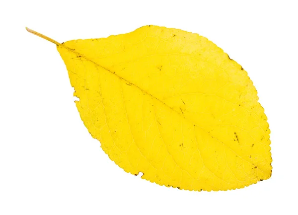 Fallen yellow leaf of plum tree isolated — Stock Photo, Image