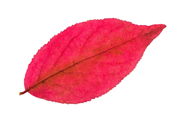 Hoja rosa otoñal de planta de euonymus aislada — Foto de Stock