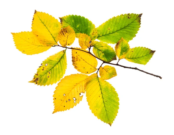 Gałąź z żółtych liści wiązu jesienią — Zdjęcie stockowe