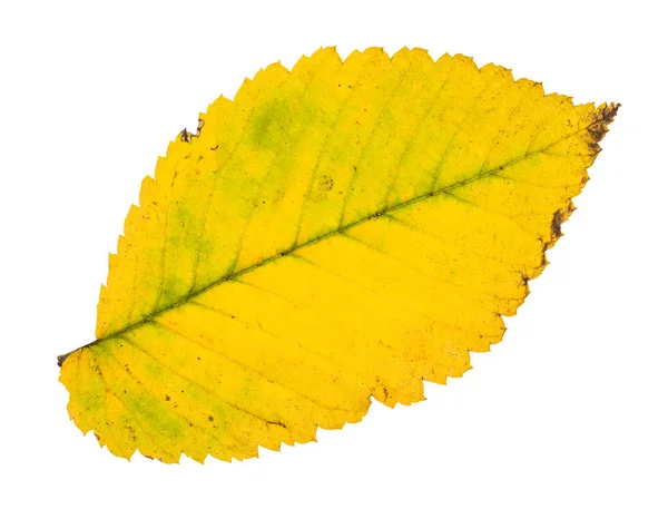Umgestürzte gelbe Blatt der Ulme isoliert — Stockfoto