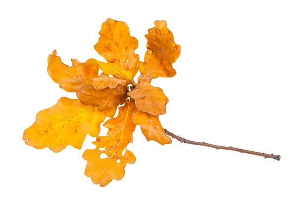 Gałązka z żółtymi i brązowymi liśćmi dębu jesienią — Zdjęcie stockowe