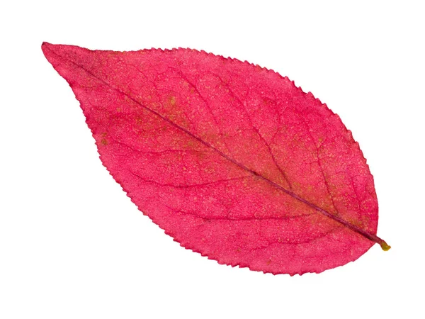Back side of autumn pink leaf of euonymus plant — Stock Photo, Image