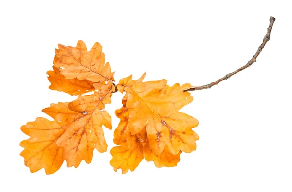 Gałąź z liści dębu pomarańczowego jesienią na białym tle — Zdjęcie stockowe