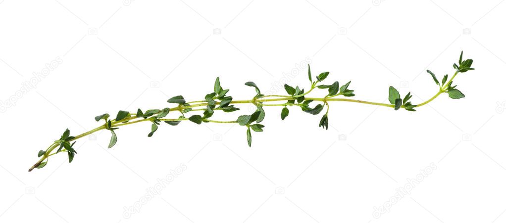 twig of fresh thyme herb isolated on white