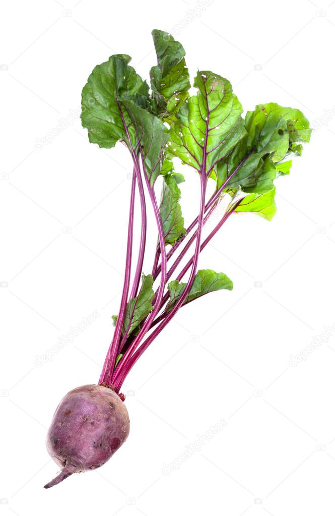 organic garden beet root with greens isolated
