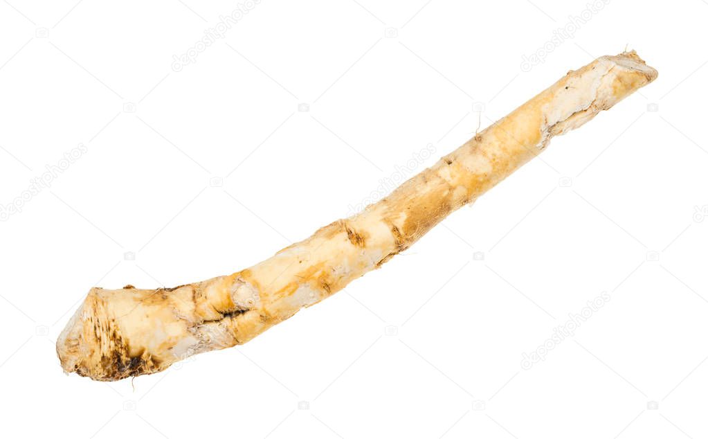 fresh root of horseradish plant isolated on white