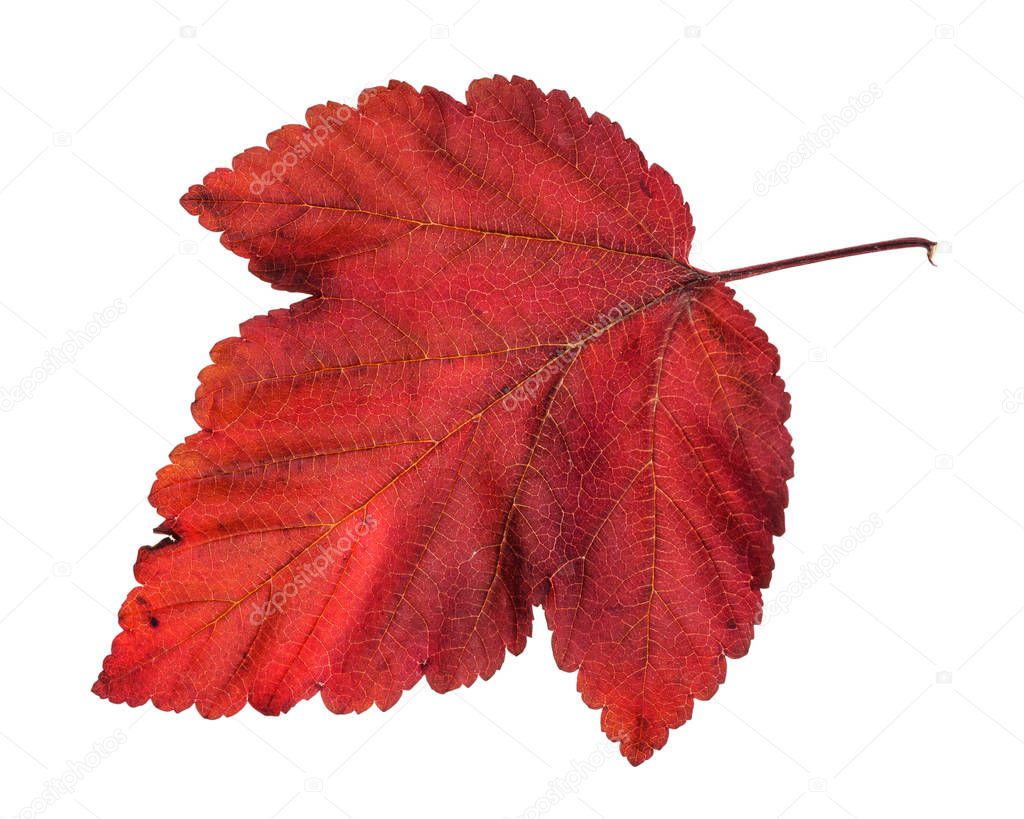 fallen red leaf of ninebark (physocarpus) shrub