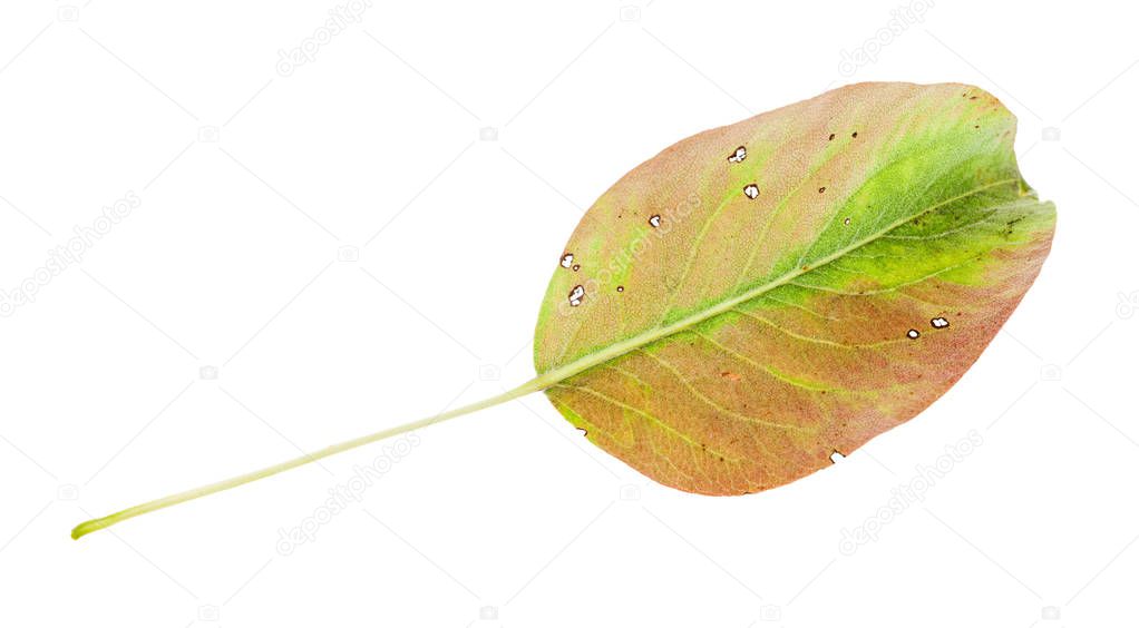 yellowing green fallen leaf of pear tree isolated