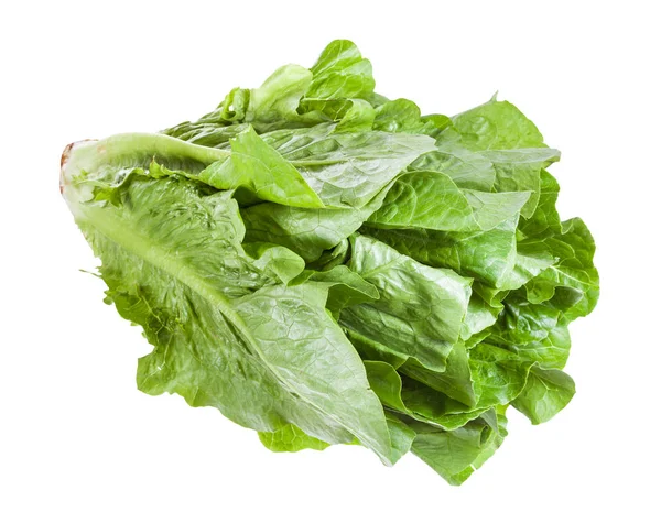 yeşil Romaine marul beyaz izole