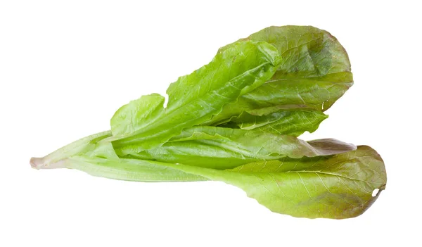 Twig of fresh green Romaine lettuce isolated — Stock Photo, Image