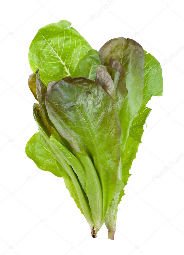 bunch of fresh green Romaine lettuce isolated
