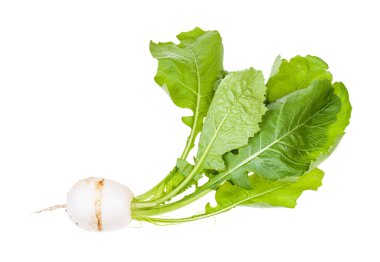 Yeşillikli Kokabu japon beyaz salata şalgam
