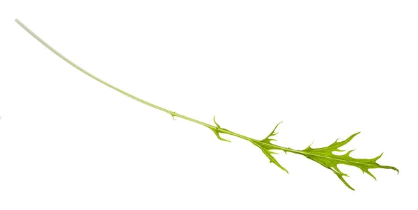 Изолированный зеленый лист растения мизуны — стоковое фото