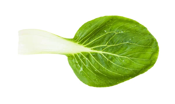 Zöld levél az bOK Choy (Pak Choi) kínai káposzta — Stock Fotó