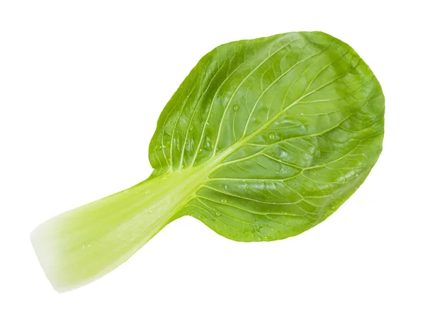 Back side of leaf of bok choy Chinese cabbage — Stock Photo, Image