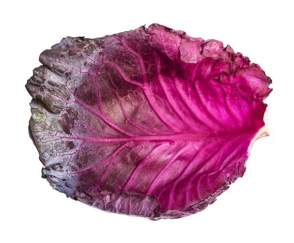 흰색에 고립 된 잘 익은 붉은 양배추의 보라색 잎 — 스톡 사진