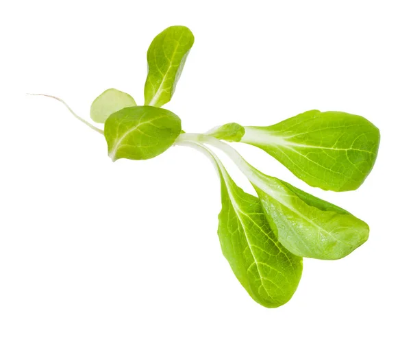 Groene takje maïs salade (mache) geïsoleerd — Stockfoto