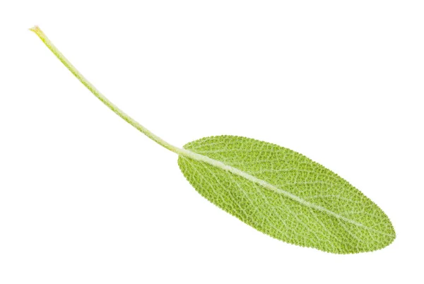Задня сторона зеленого листа рослини мудрець ізольовані — стокове фото
