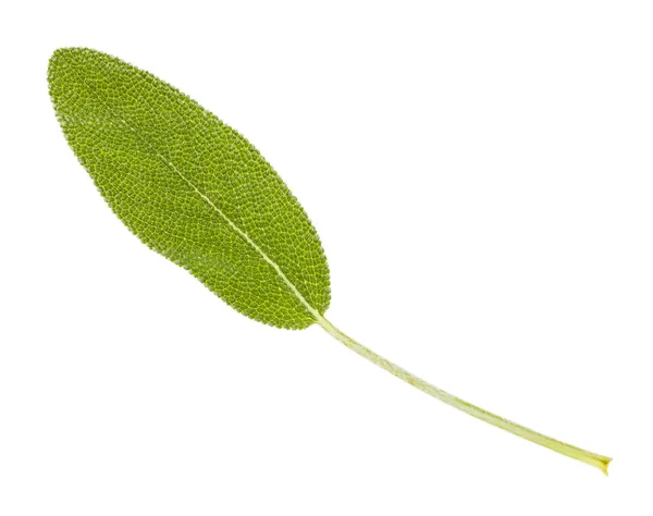 Folha fresca de sálvia (salvia officinalis) isolada — Fotografia de Stock