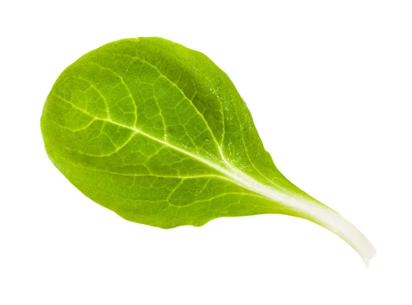 Groene blad van maïs salade (mache) geïsoleerd — Stockfoto