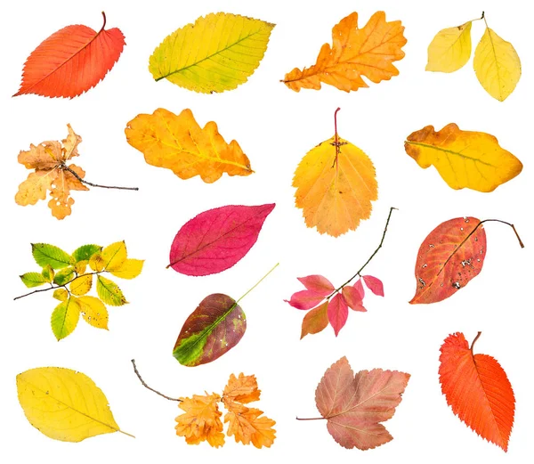 Varie foglie cadute e ramoscelli isolati — Foto Stock