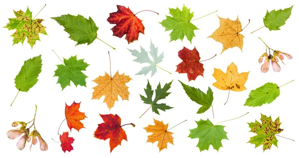 Many various maple leaves isolated on white — Stock Photo, Image