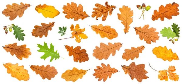 Varie foglie di quercia isolate su bianco — Foto Stock