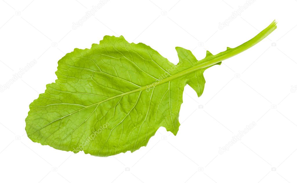 back side of leaf of Kokabu japanese turnip