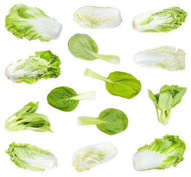 various chinese cabbages isolated on white clipart