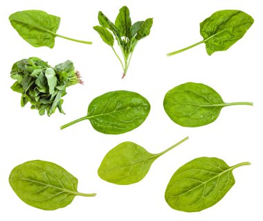 various leaves and bunches of spinach plant clipart