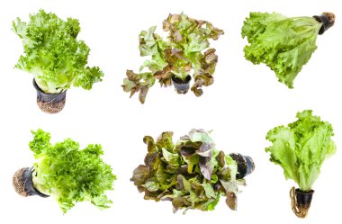 çeşitli marul (yaprak salata) kaplarda izole