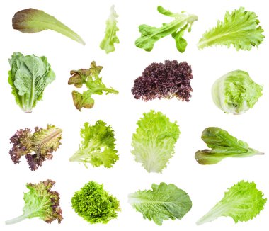 various fresh leaves of lettuce isolated clipart