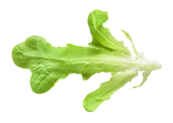 Green leaf of cultivated lettuce ( lactuca sativa) — Stock Photo, Image