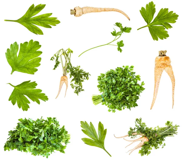 Various roots and greens of parsley plant isolated — Stock Photo, Image