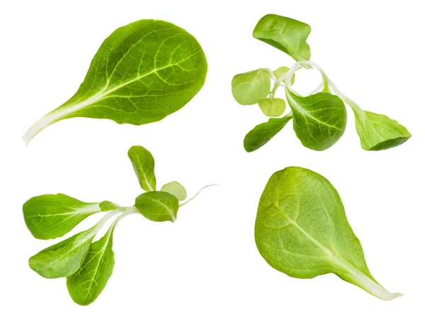 Verschiedene Blätter und Zweige der Machepflanze — Stockfoto