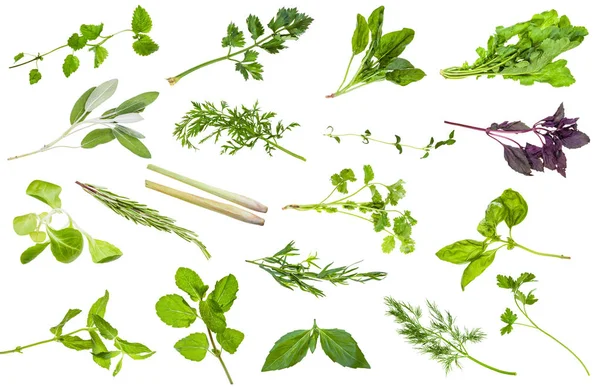 Various fresh twigs of edible herbs isolated — Stock Photo, Image