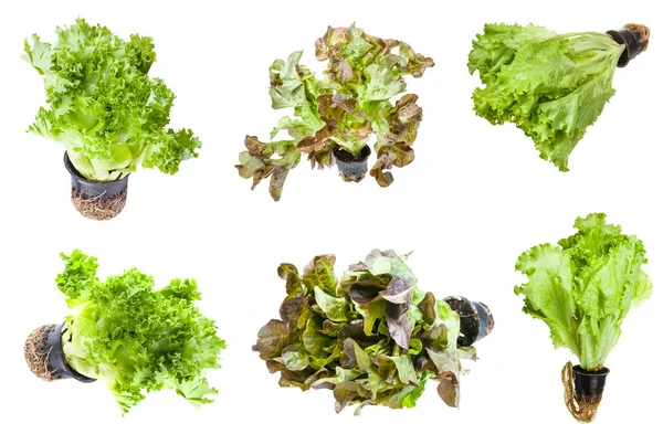 Various lettuces (leaf salad) in pots isolated — Stock Photo, Image