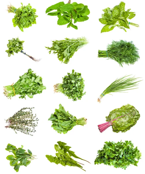 Various bunches of fresh edible herbs isolated — Stock Photo, Image