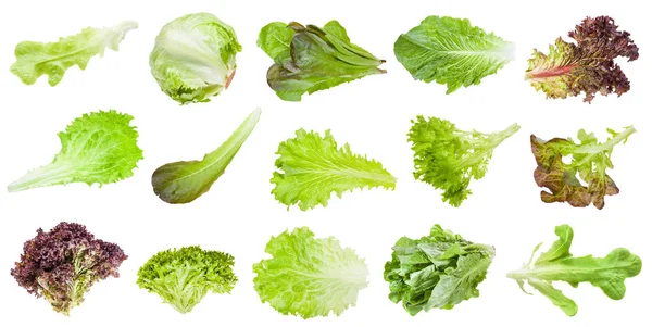 Varias hojas de verduras de lechuga aisladas — Foto de Stock