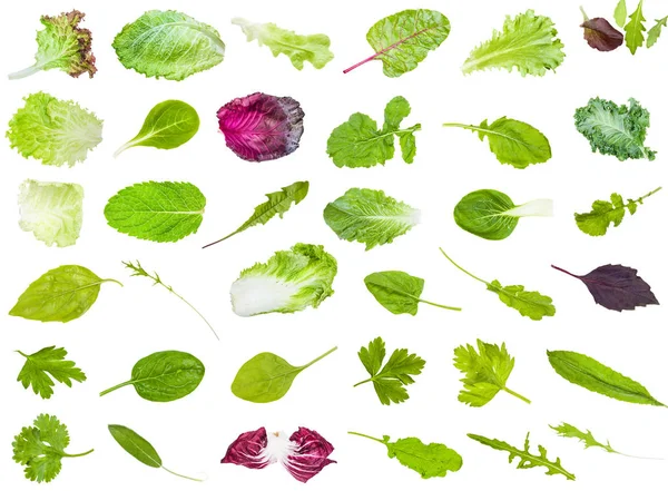 Muchas hojas frescas diversas de verduras comestibles — Foto de Stock