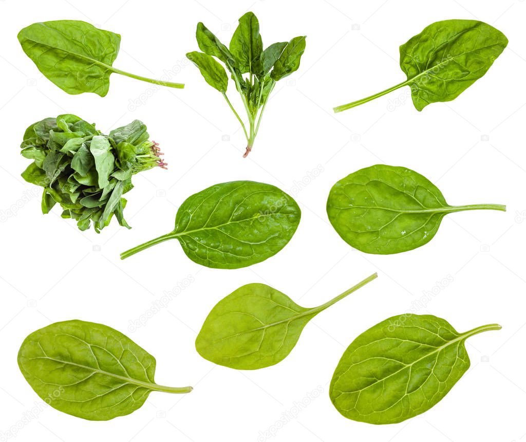 various leaves and bunches of spinach plant
