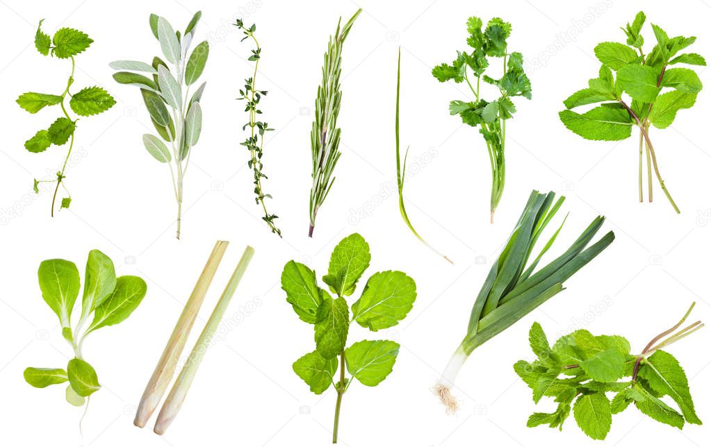 various fresh twigs of edible greens isolated