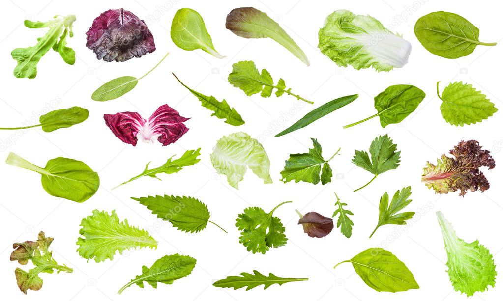 various fresh leaves of edible greens isolated