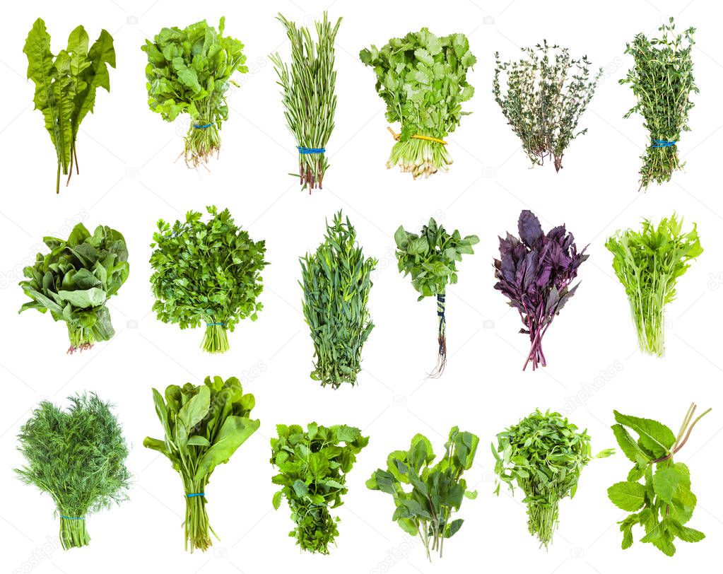 various bunches of fresh edible greens isolated